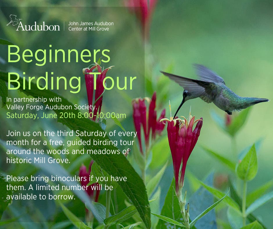 Beginners Birding Tour