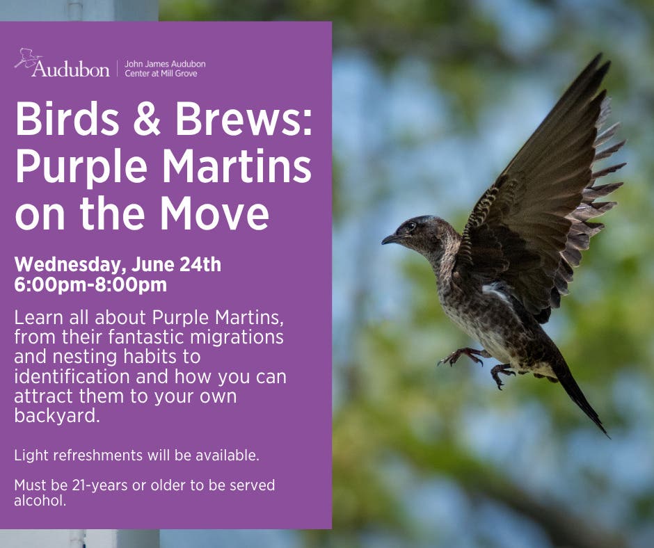 Birds & Brews: Purple Martins on the Move