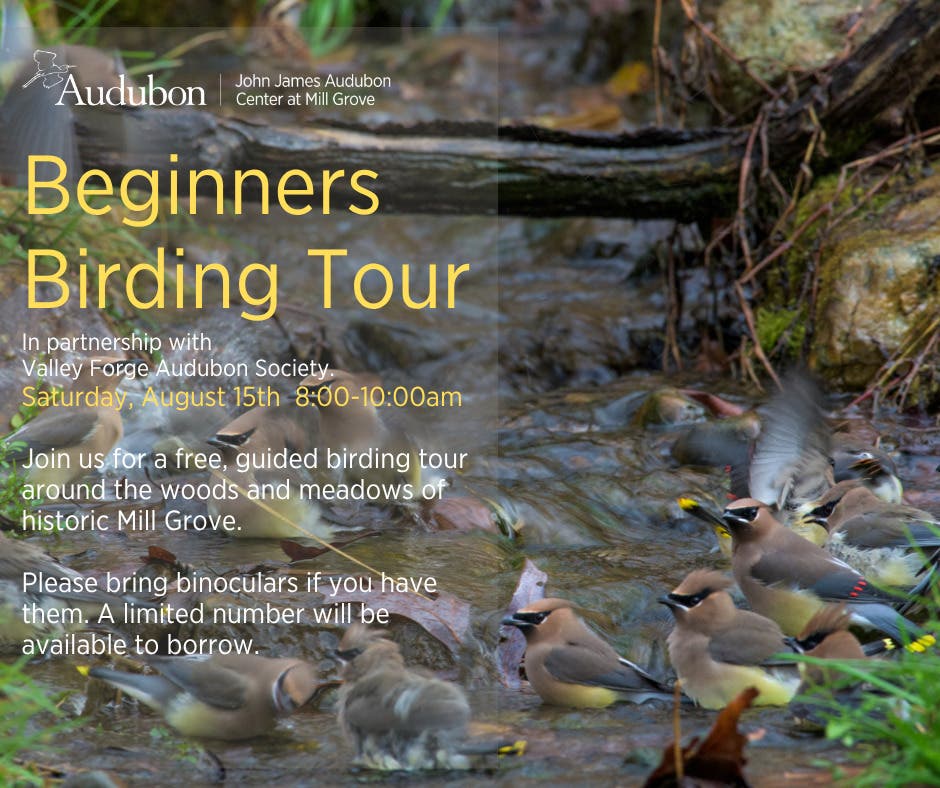 Beginners Birding Tour