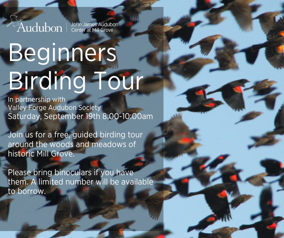 Beginners Birding Tour