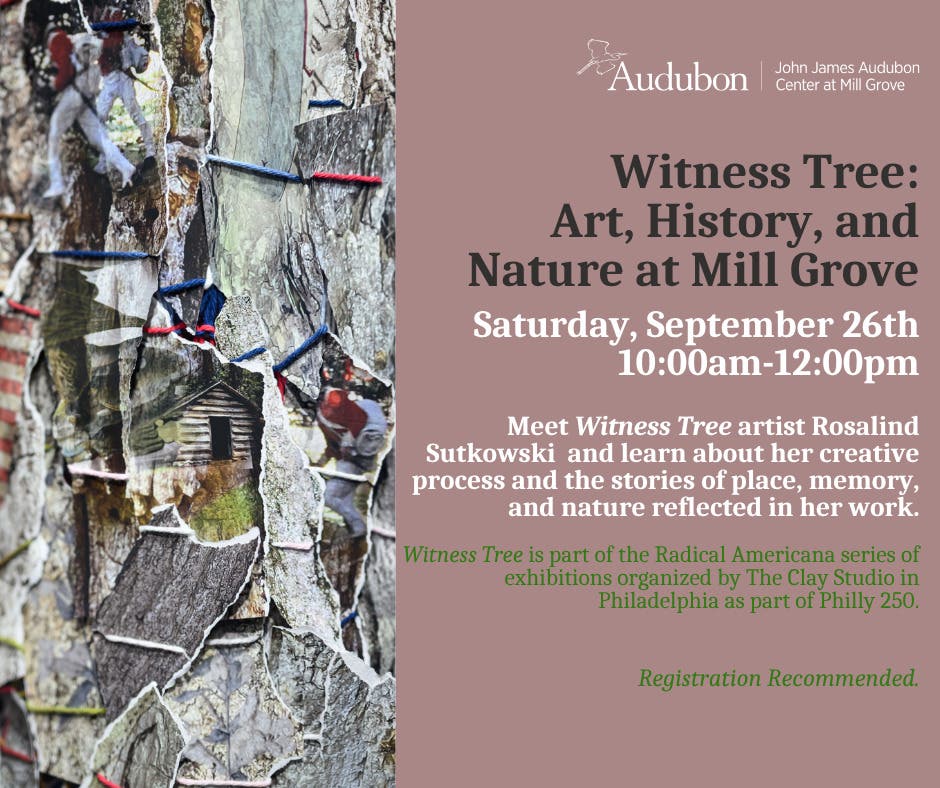 Witness Tree: Art, History, and Nature at Mill Grove