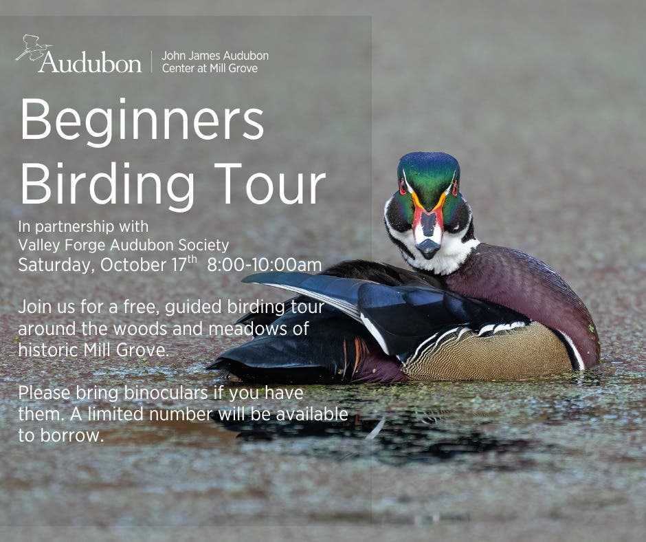 Beginners Birding Tour