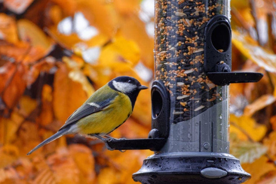 Nurturing an All-Season Bird Friendly Yard with Laura Markson