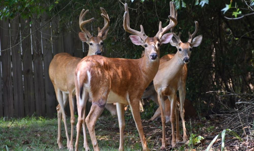 Oh Deer! Co-Existing with our Forest Neighbors with Rose Guerra