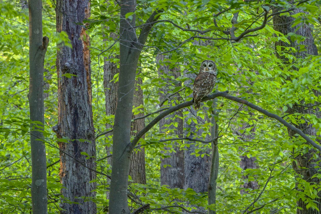  Identifying & Protecting the High-Value Trees Around Us with Kathryn Kolb
