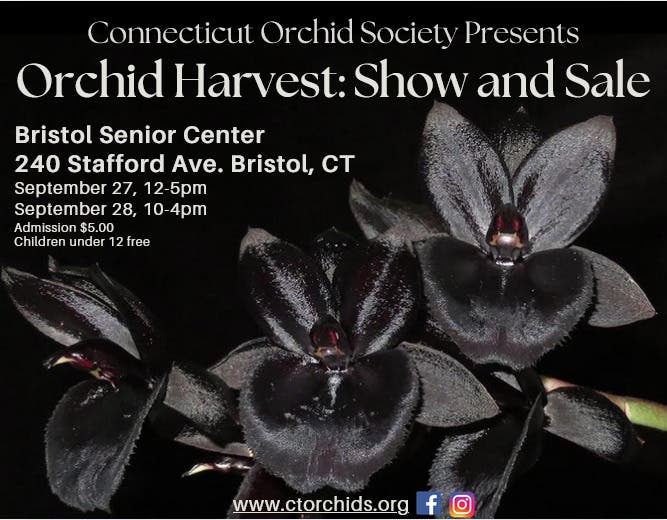 CT Orchid Society Show and Sale
