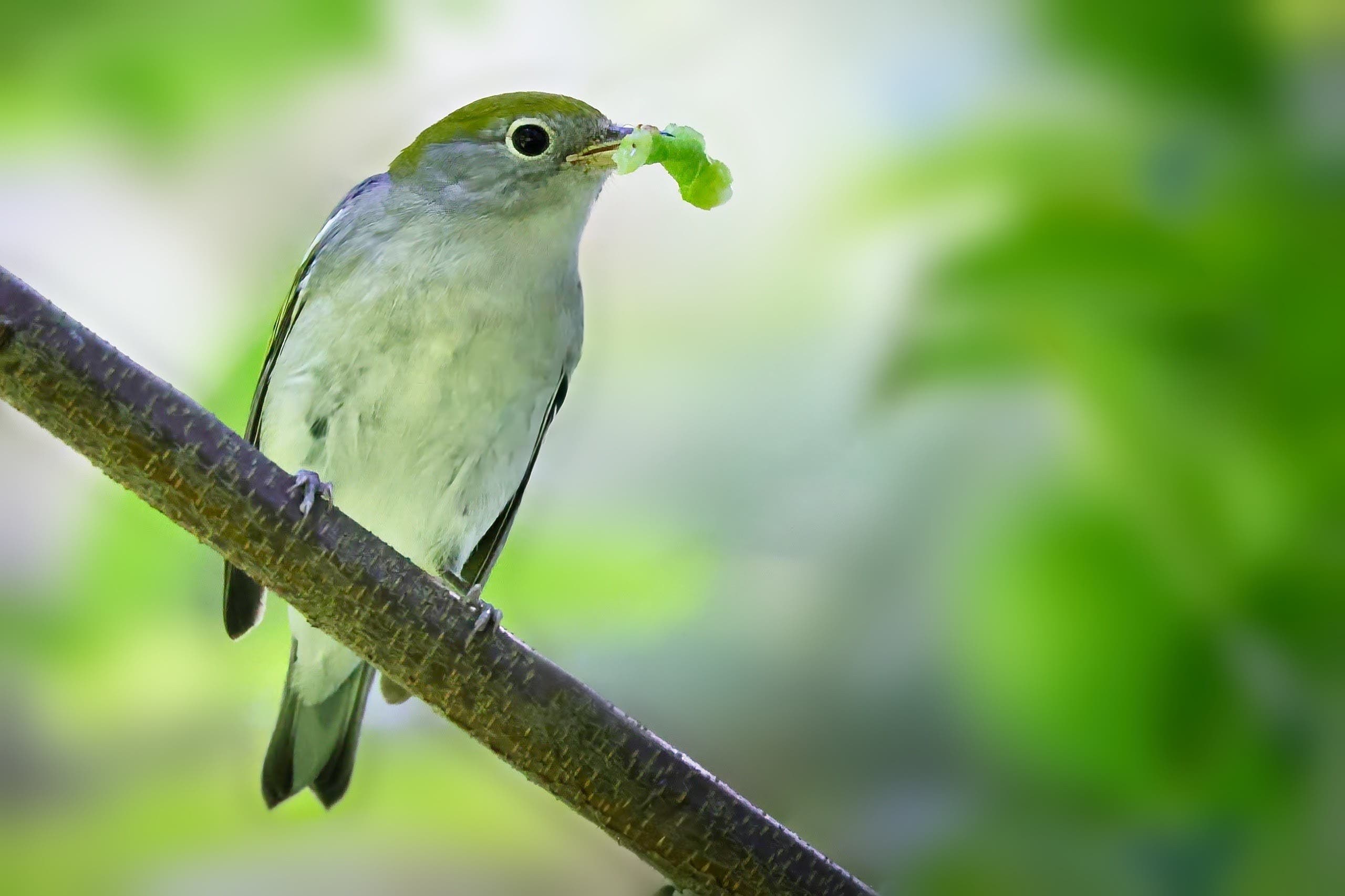 A Historic Waynesborough Nature Walk