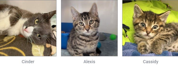 Nine Lives to offer Fee-Waived Adoptions 