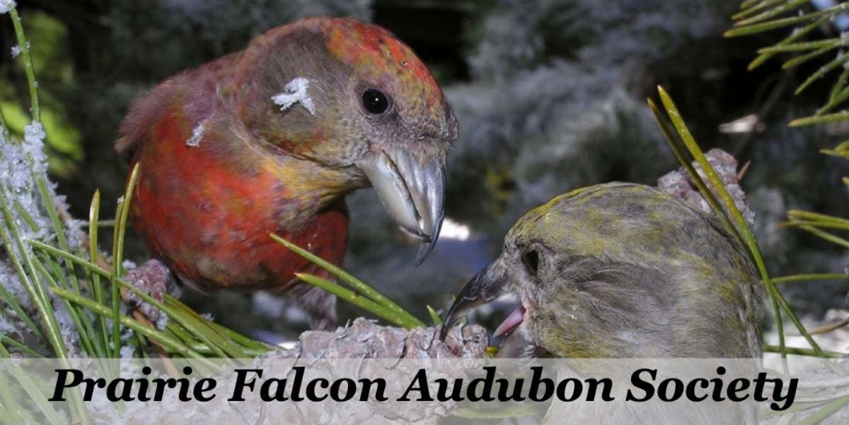 Annual Bird Sharing Party