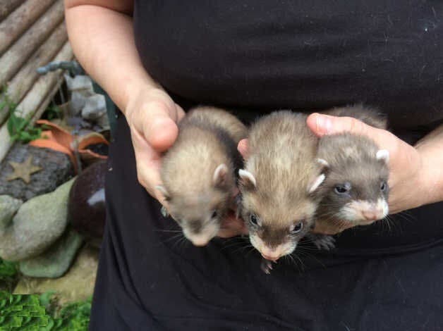 Cute fur kits- ferrets