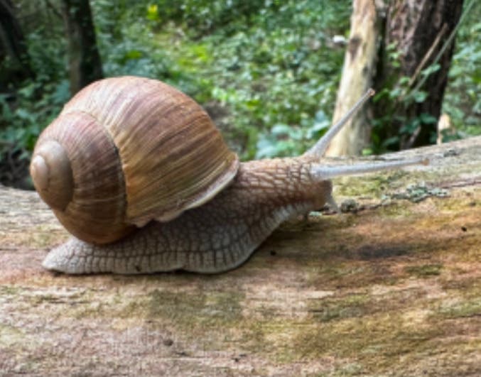 Aldo Leopold Celebration