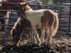 Miniature Horses Rescued From Slaughter