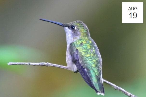 Hummingbirds: Masters of the Air