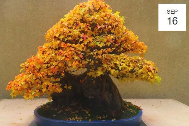Creating Bonsai
