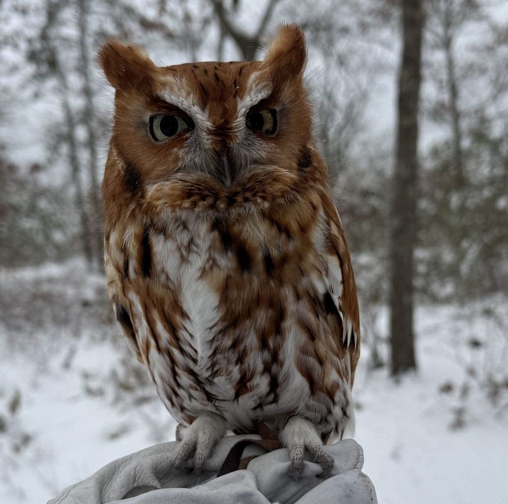 Earth Day at Quogue Wildlife Refuge with Evelyn Alexander Wildlife Rescue Center