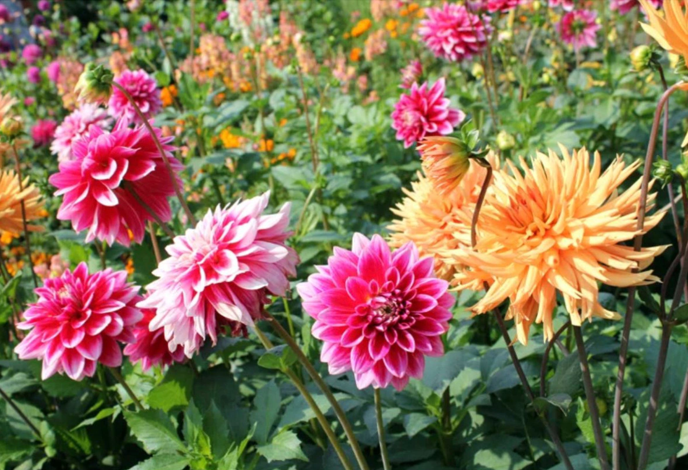 Annual Mother's Day Plant and Bake Sale at Evelyn Alexander Wildlife Rescue Center