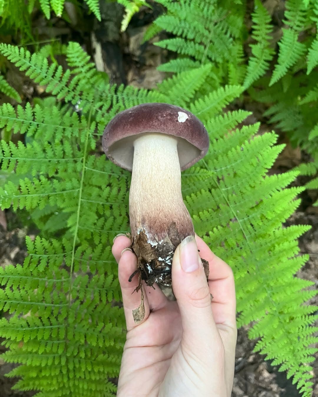 Wildlands Conservancy – Wild Mushroom Foray