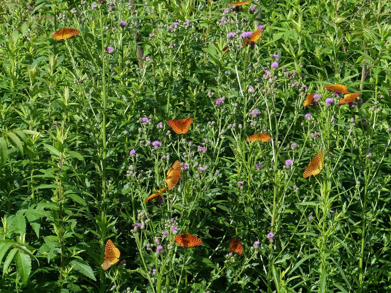 Wildlands Conservancy – Get Out! For Wellness: Maple Tract Preserve