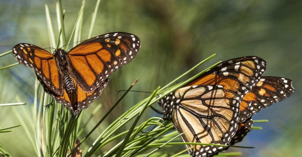Wildlands Conservancy – Monarch Tagging & Meadow Exploration