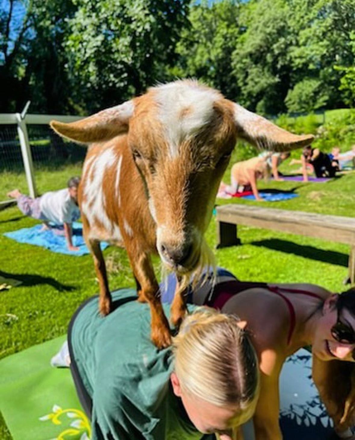 Goat Yoga has started on the farm!