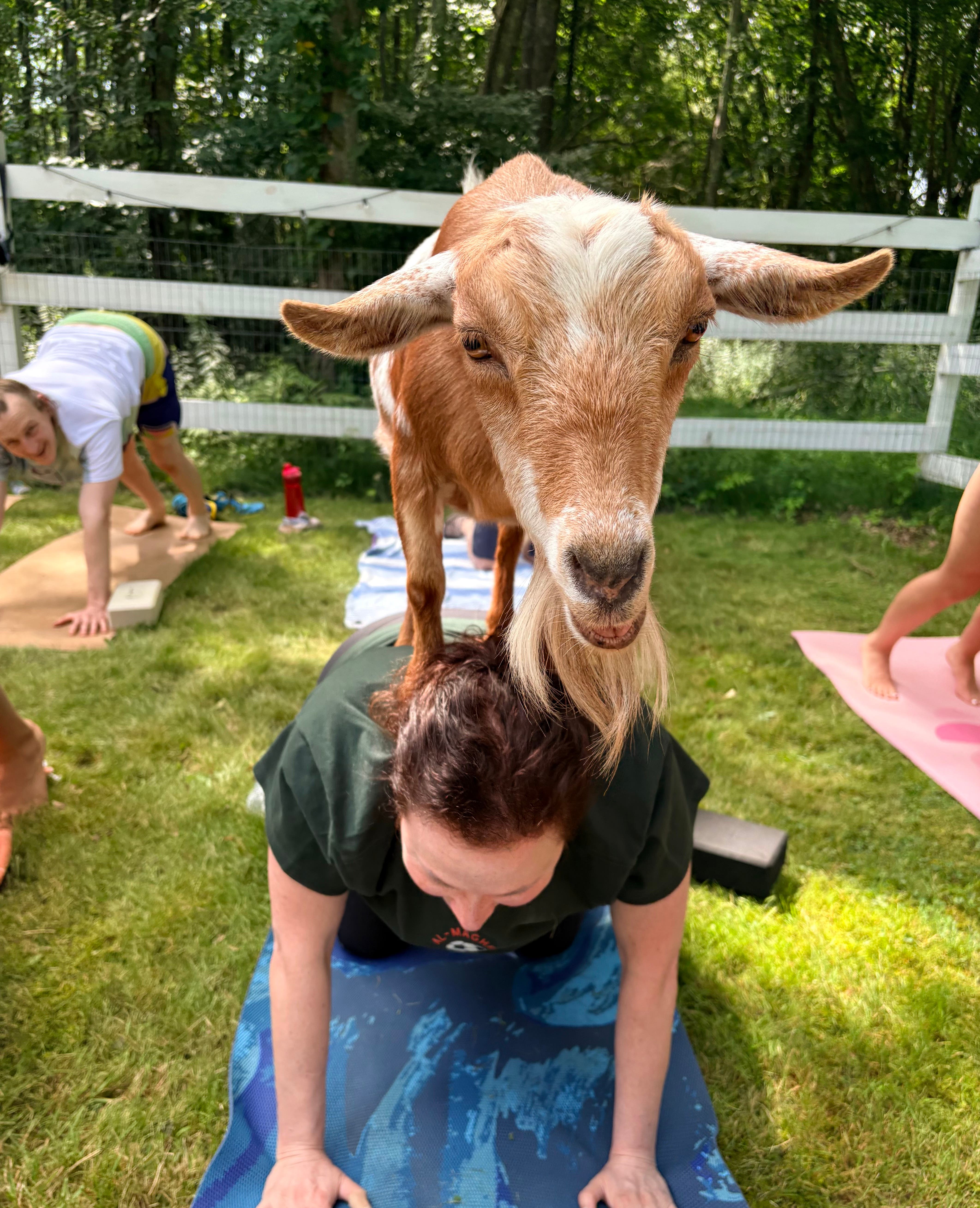 Fall Goat Yoga on the farm!