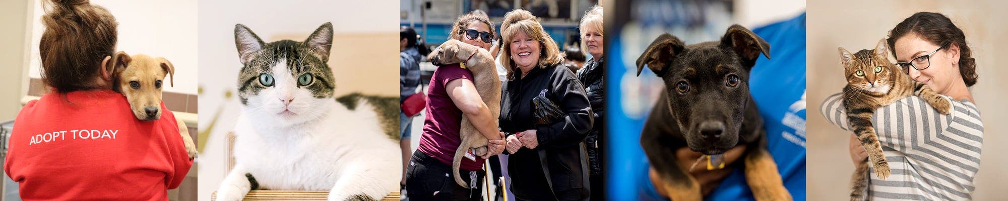 North Shore Animal League America Adopt-A-Fest