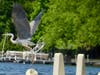 A Great Blue Heron takes off from a floating dock on the lake.