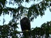 One of Lake Quassapaug's bald eagles, perched on a tall spruce tree on the lake's west shore.