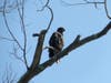 A juvenile bald eagle, photographed earlier this month, on the bare branches of a tree on Lake Quassapaug's east shore.