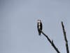 An Osprey, or Seahawk, on the east shore of Lake Quassapaug earlier this summer.