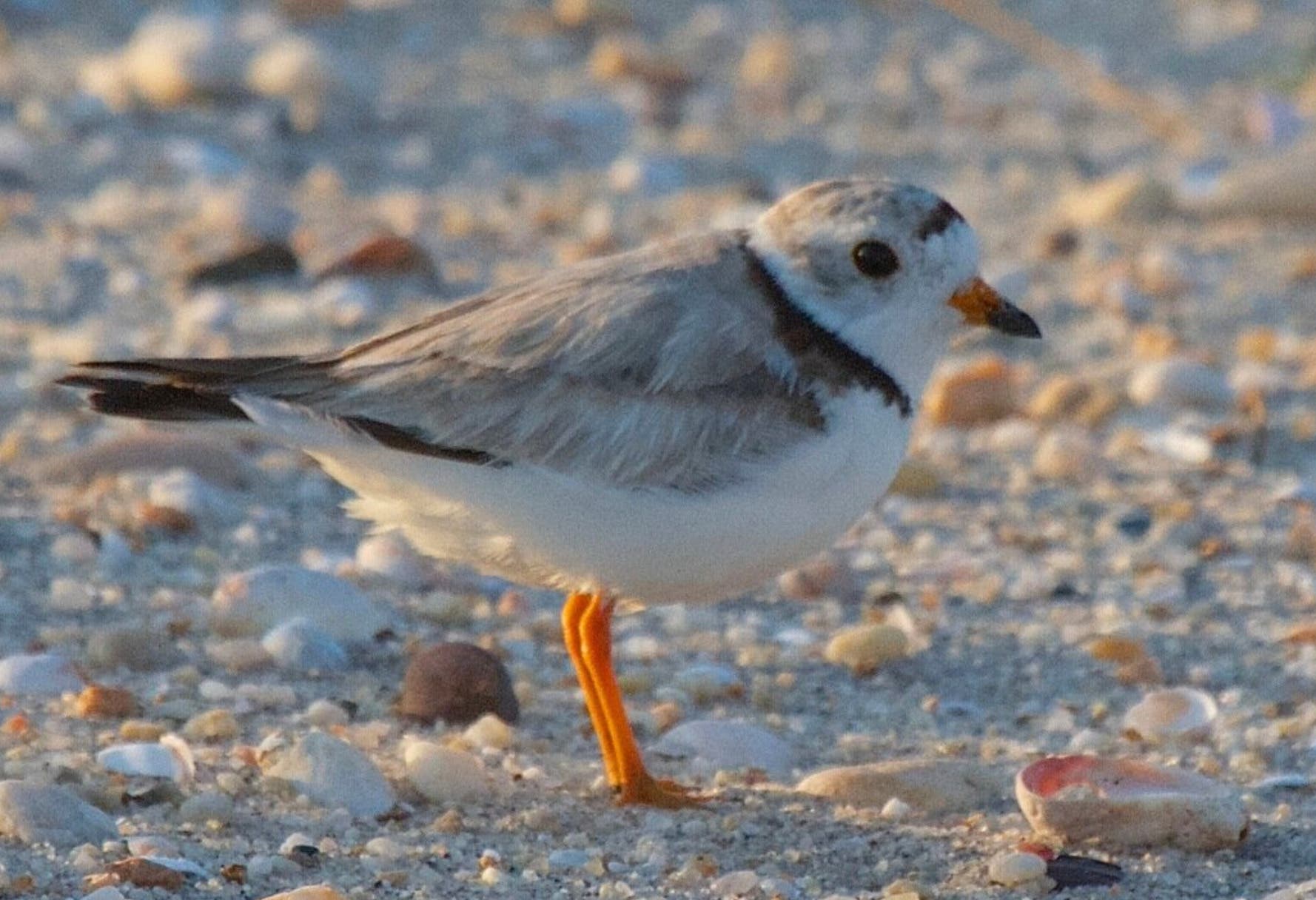 ‘Be a Good Egg’ on the Beach