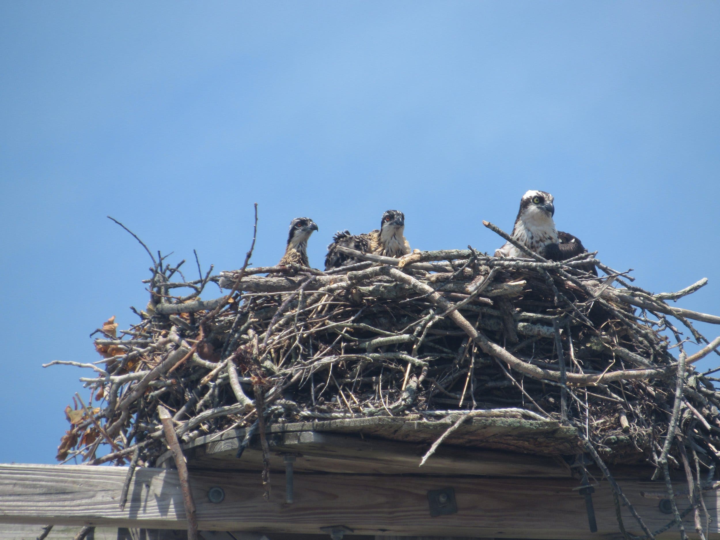 Osprey Talk