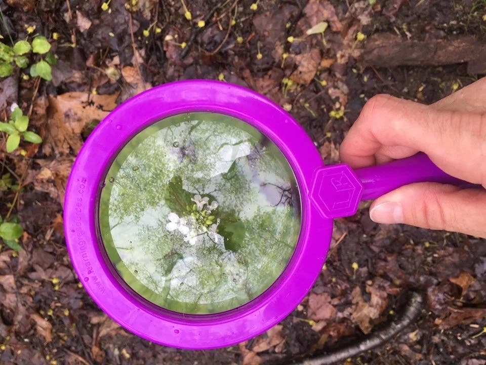 Nature Scavenger Hunt 