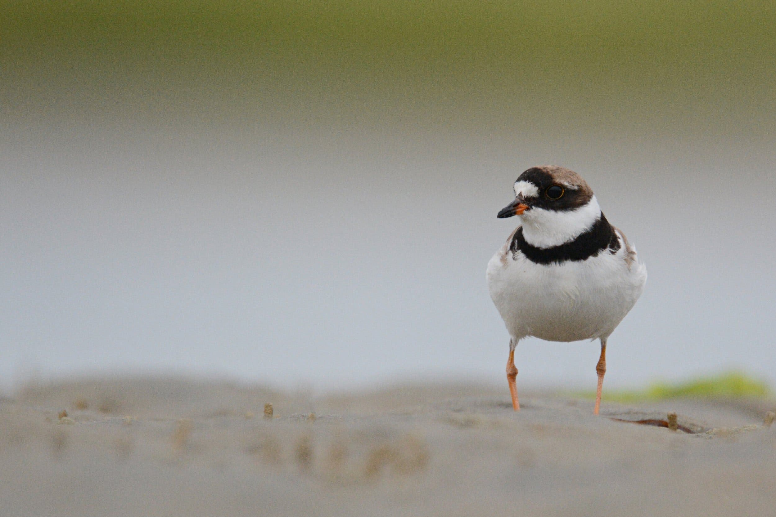 Coastal Birding Walk