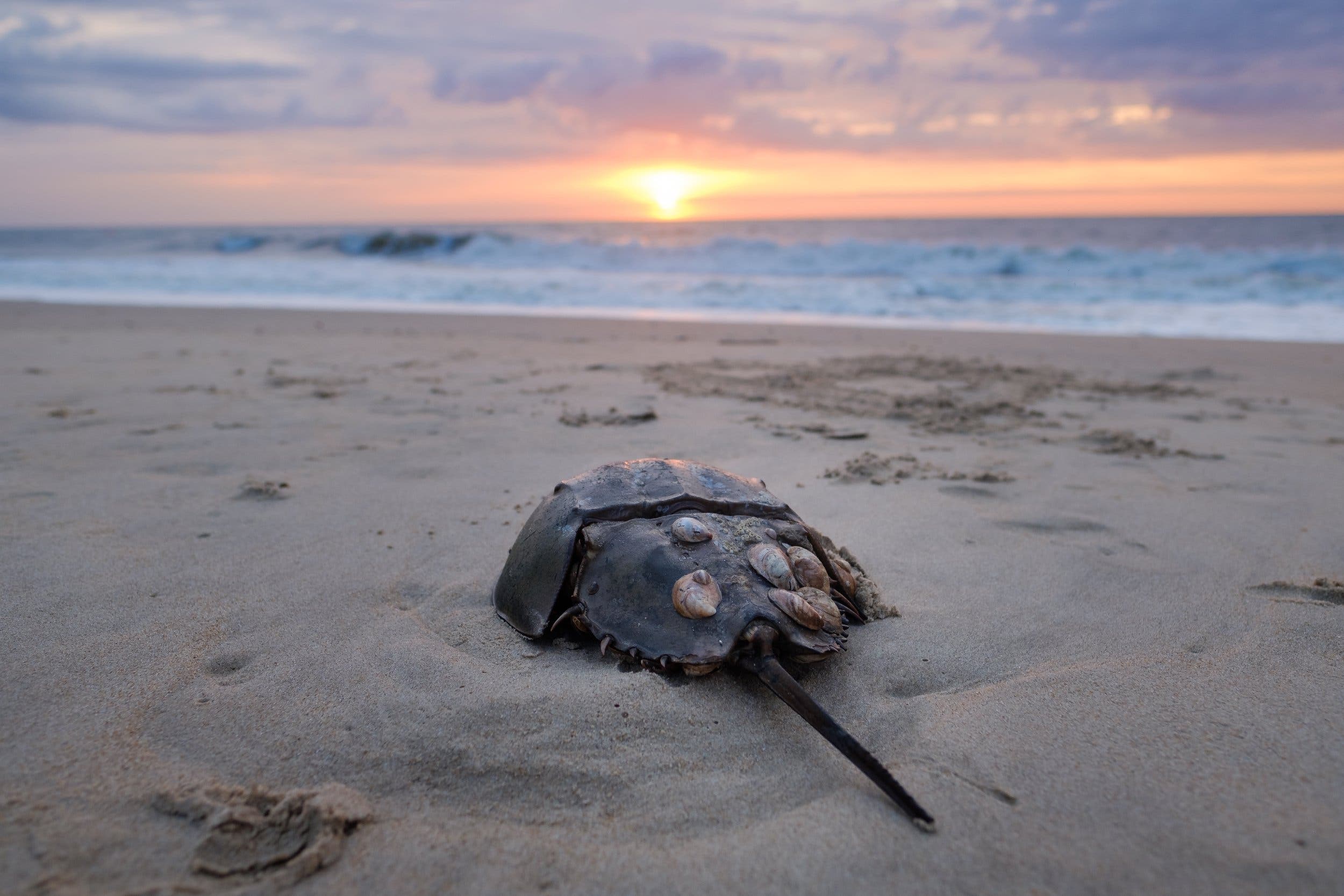 Horseshoe Crab Talk