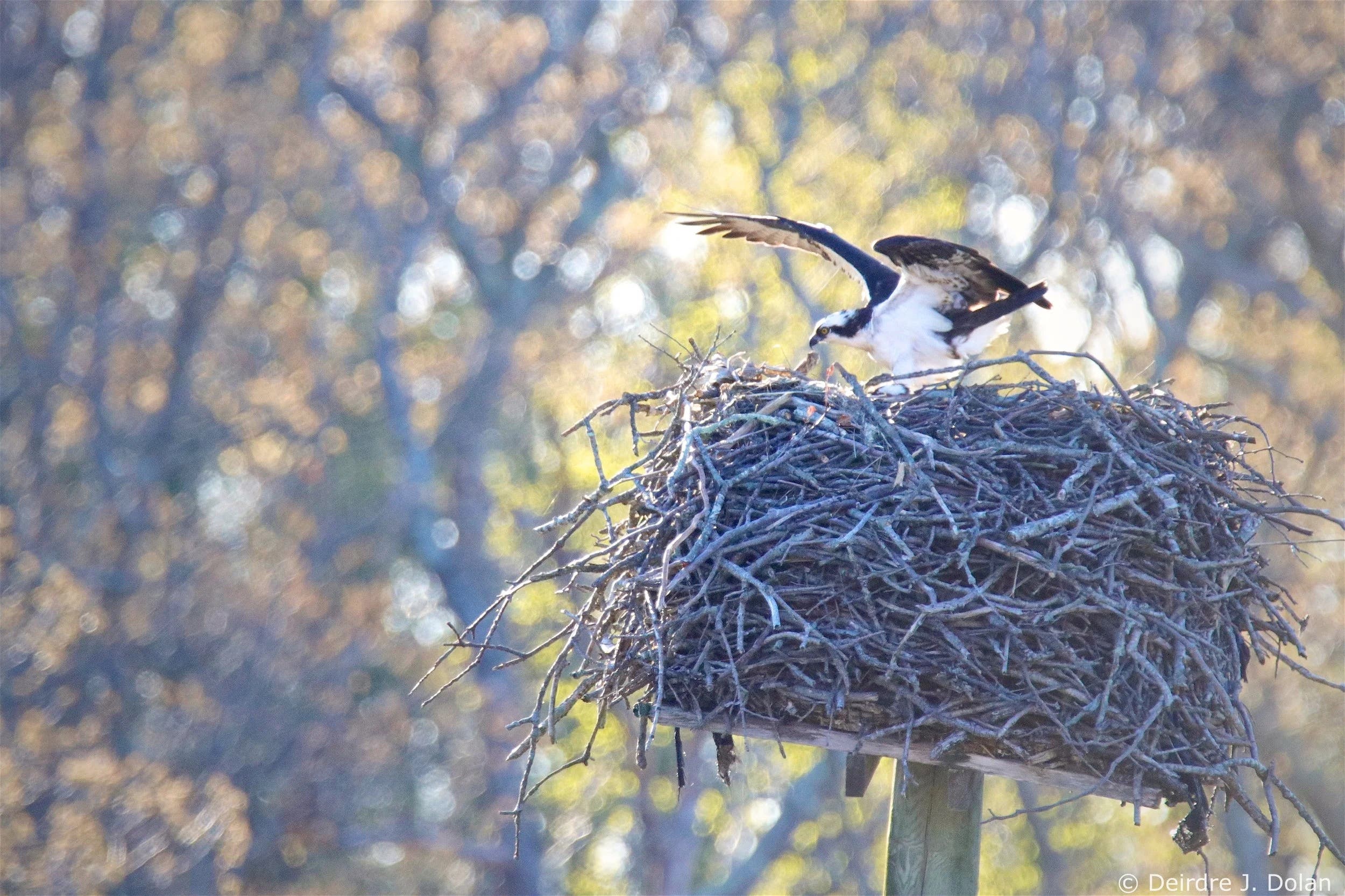Osprey Talk