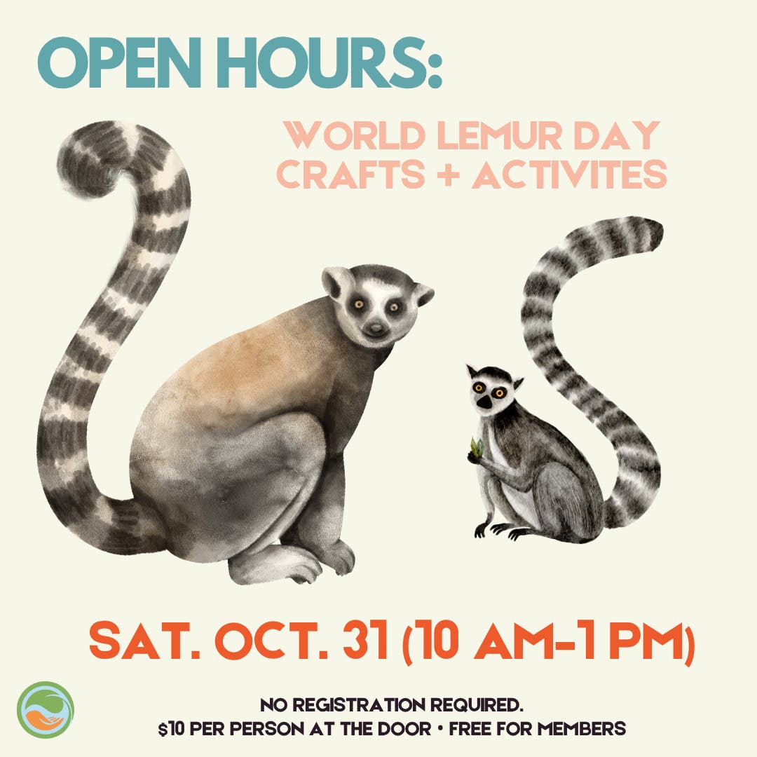 CEED's Saturday Open Hours: World Lemur Day