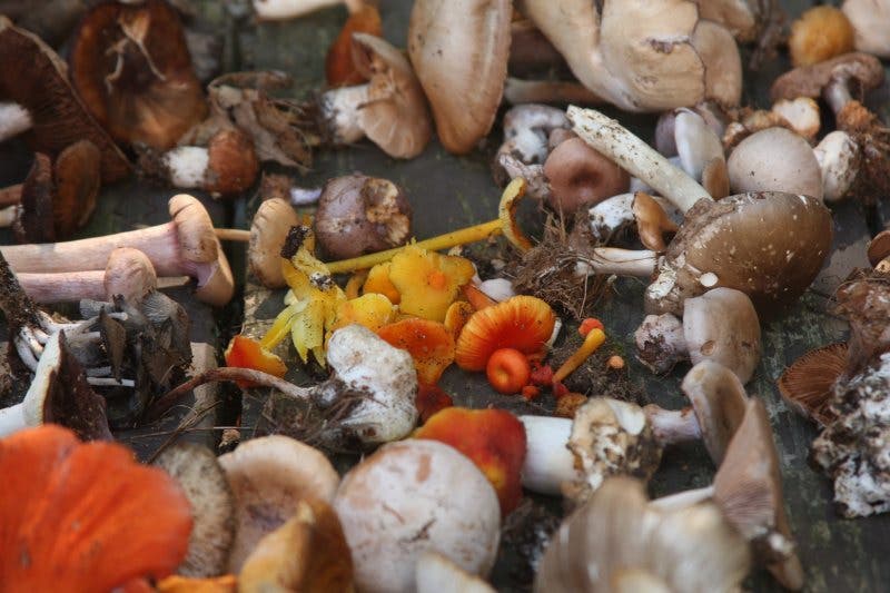 Landmarks & Landscapes: Guided Mushroom Foraging
