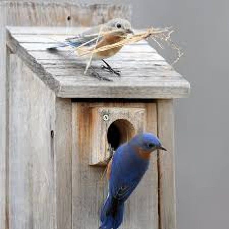 Nest Box Workshop at Powisset Farm