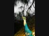Daniel Anderson's winning image, a peacock in Portugal.