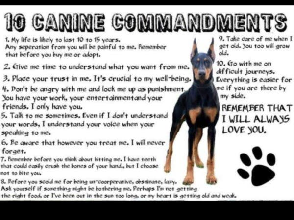 South Garden Service Dogs
