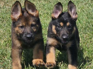 South Garden Service Dogs