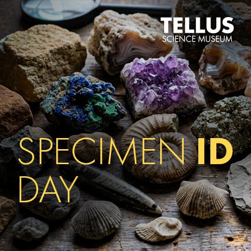 Specimen ID Day
