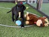 Big Dog Ranch Rescue Foster Puppy Plays with Toys Given by Foster Children at Place of Hope