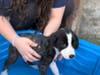 Bath Time is a Bonding Moment for these Foster Children and the Foster Puppies