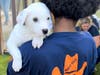 Young Lady from Place of Hope Spends Time Bonding with a Big Dog Ranch Foster Pup After Playtime