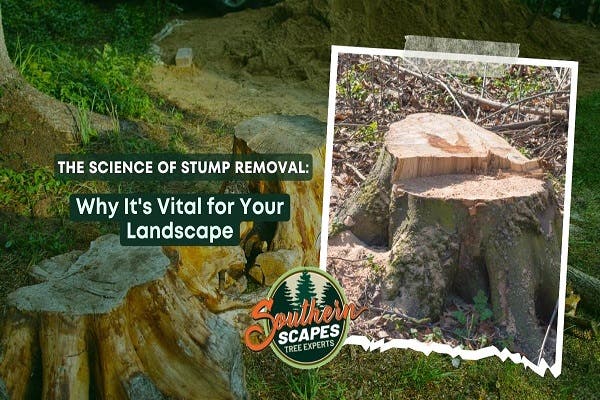 The Science of Stump Removal: Why Its Vital for Your Landscape ...