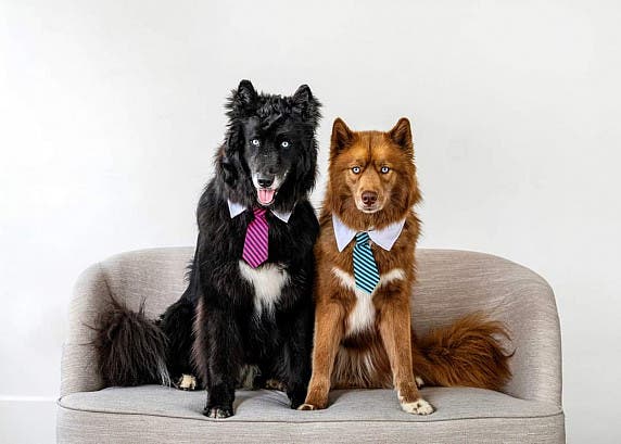 Comfort and Connection with Canines at Adelphi University