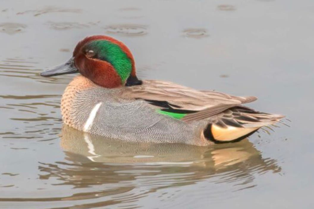 Beginners' Bird Walk