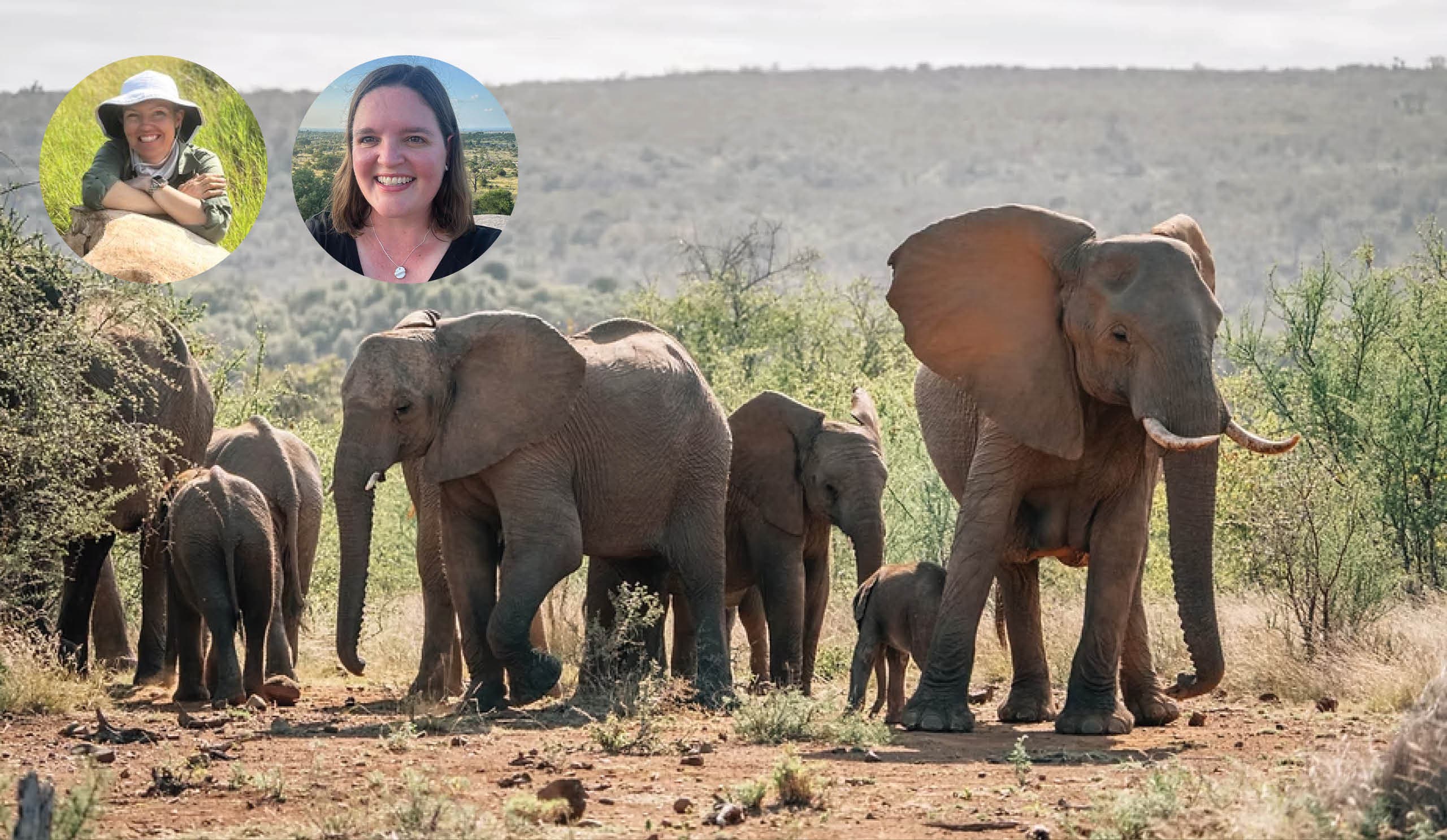 When Giants Die: The Ecological Afterlife of Elephants